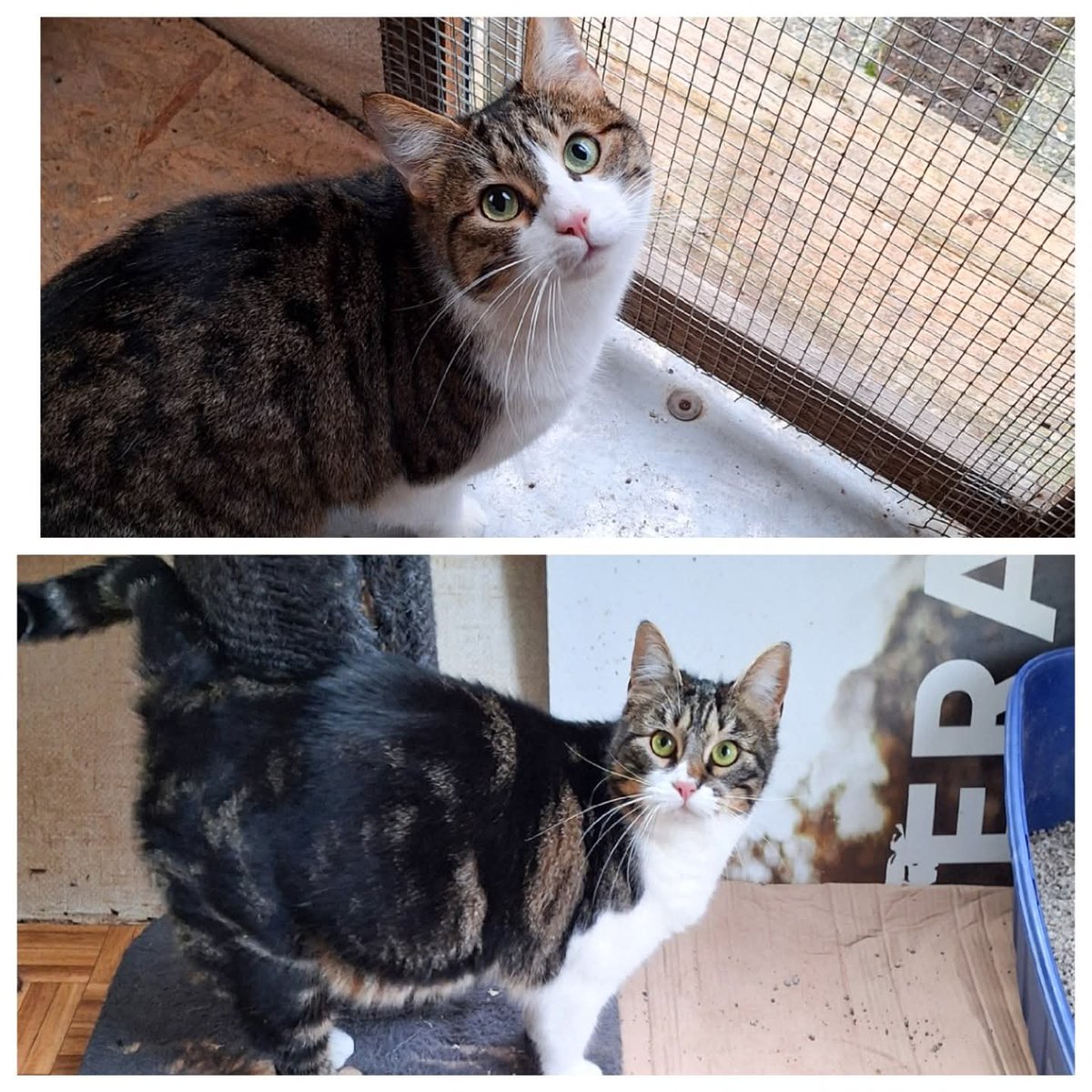 tiziana_55's tweet image. Gattile di Cuneo,Ronnie ed Ellis sono di un dolce ... 
Loro quando ci vedono entrare in roulotte, ci vengono subito incontro contenti ... Ronnie addirittura ci salta direttamente in braccio! Sono giovanissimi
hanno 1 anno e mezzo,sono già abituati a vivere in casa Inf 3491445712