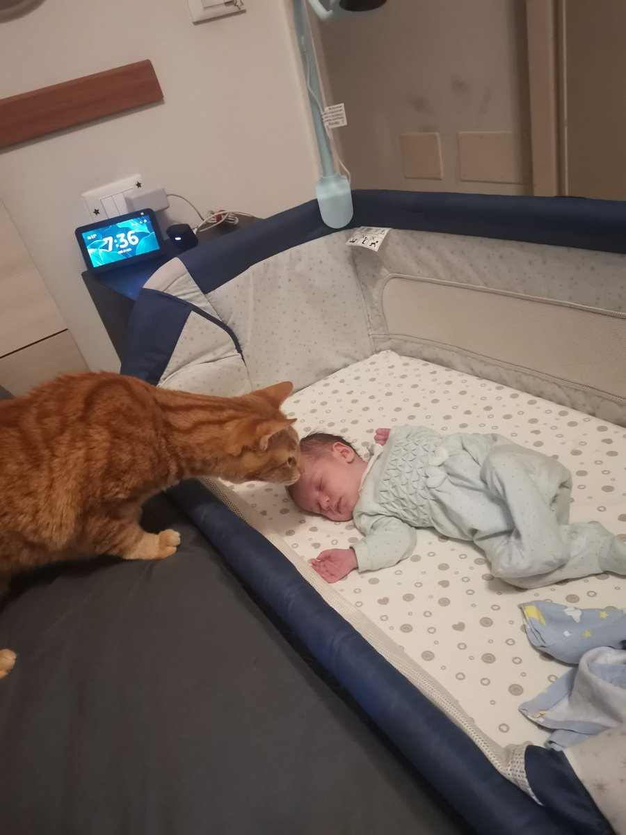 LadyLessien's tweet image. Had to leave my first fur son in 2025. The last day...
The same year I had my first human daughter.
🌈😿