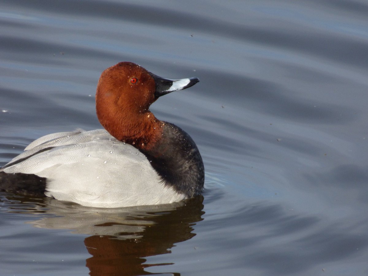 Pensthorpe tweet media