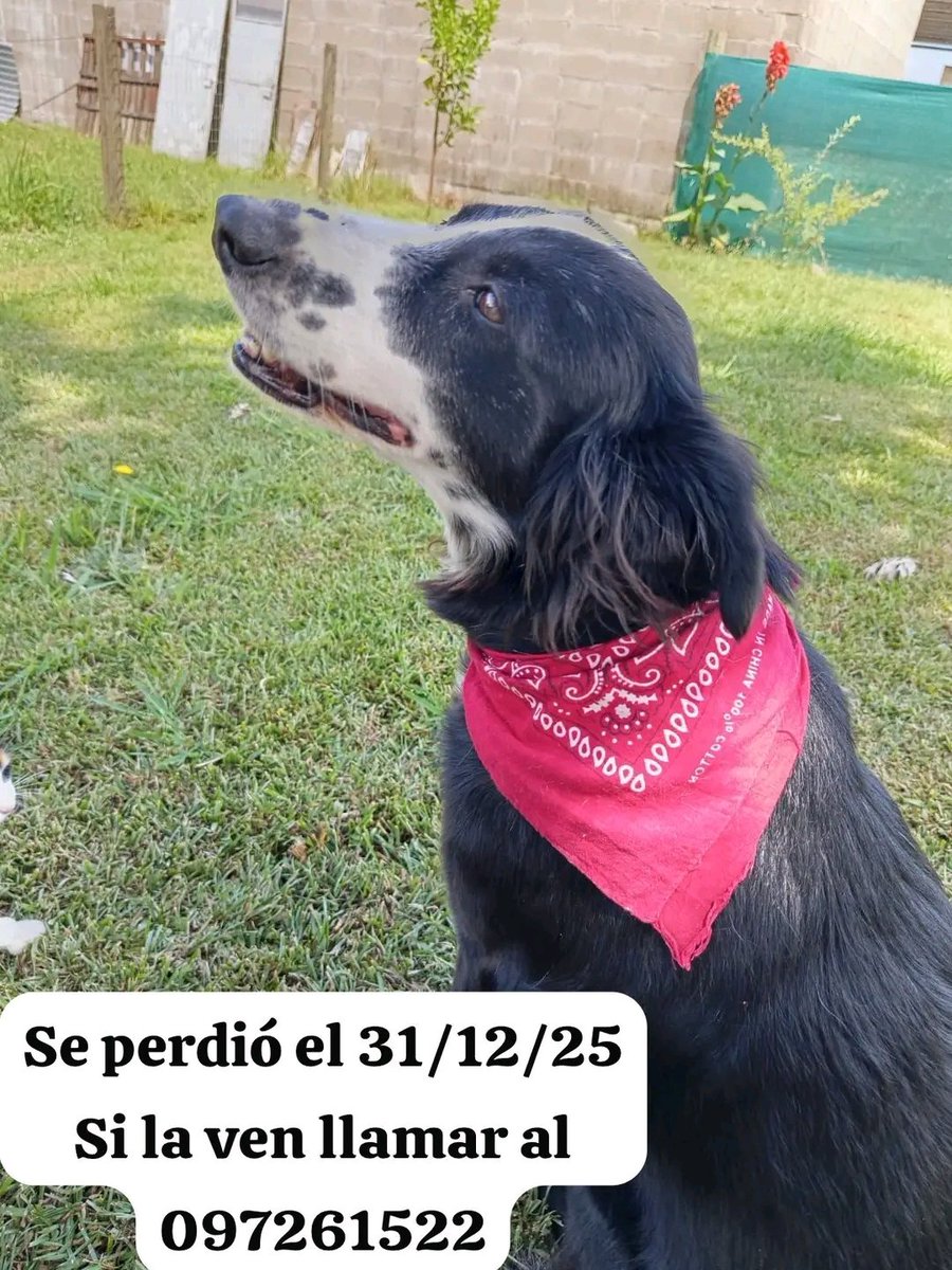 MatuNogueira's tweet photo. Copio de fb.: Es de Juanicó (depto. de Canelones), pero puede estar en cualquier lado.
 Por si la ven. Gracias https://t.co/NnQY80kFny