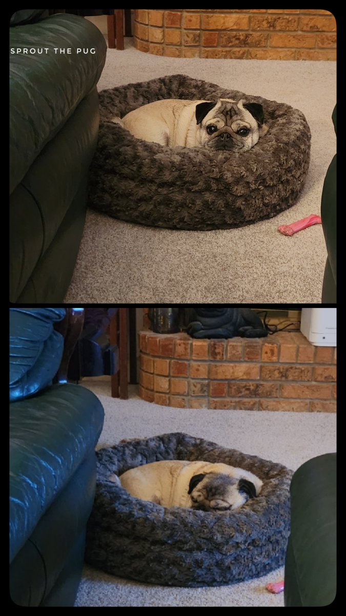 Sprout The Pug tweet media