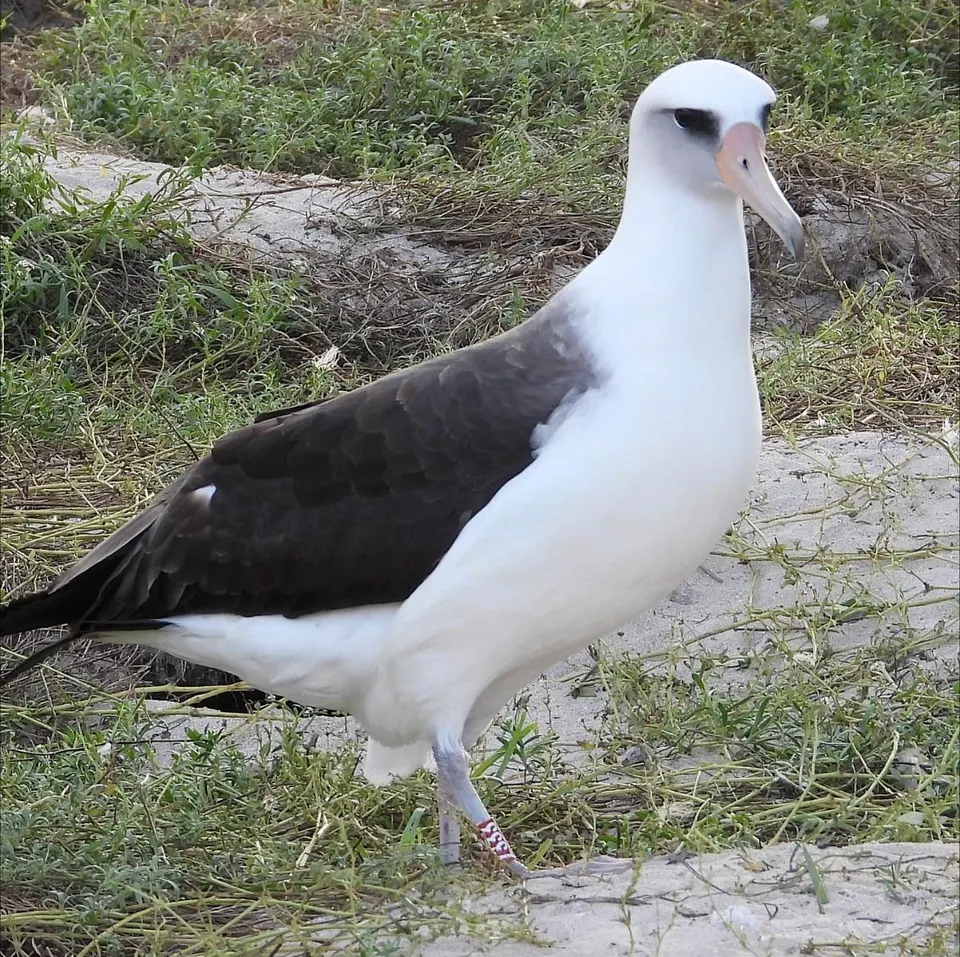 WitmerLab tweet media