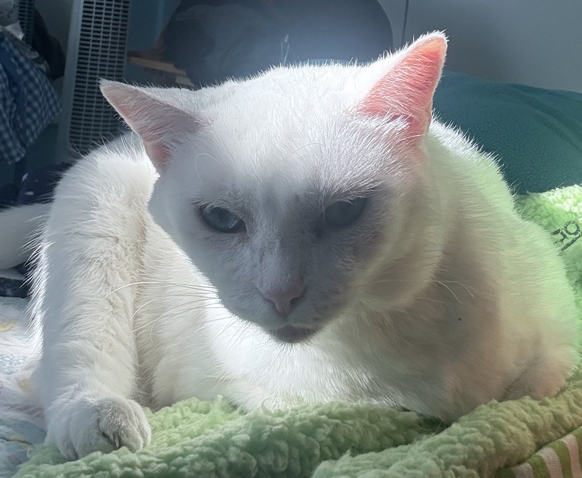 A happy new year to everyone! Here’s a photo of my cat