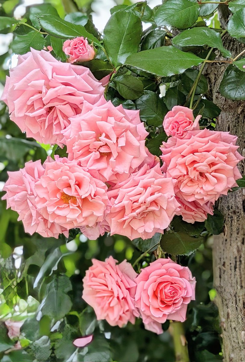 アマ楽お得情報 (@nKN19n1NXG24510) / Posts / X