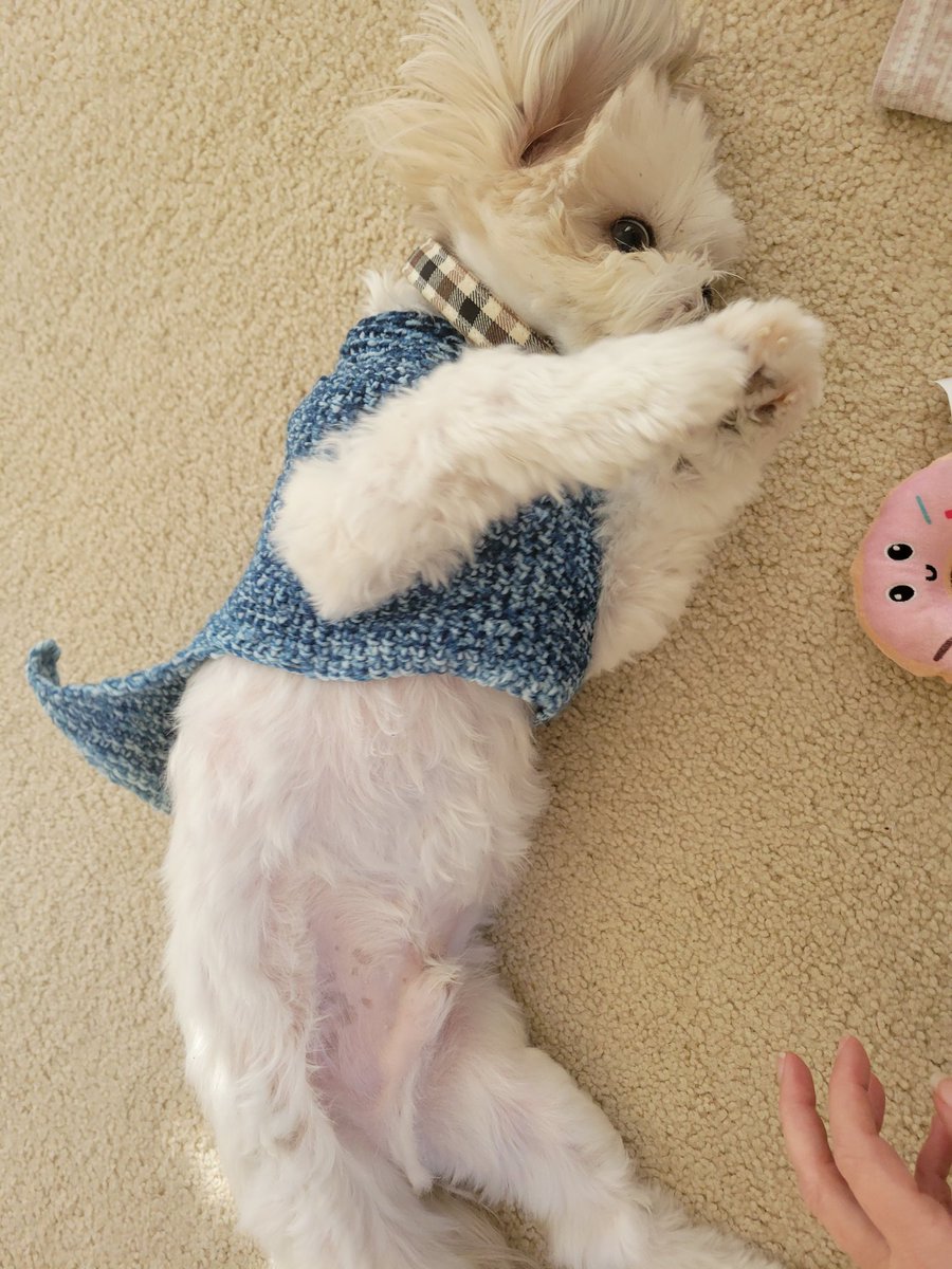 Me: Pfft. I have crocheted like 3 scarves of course I can make a sweater for my 10lb dog!! 

The Sweater: