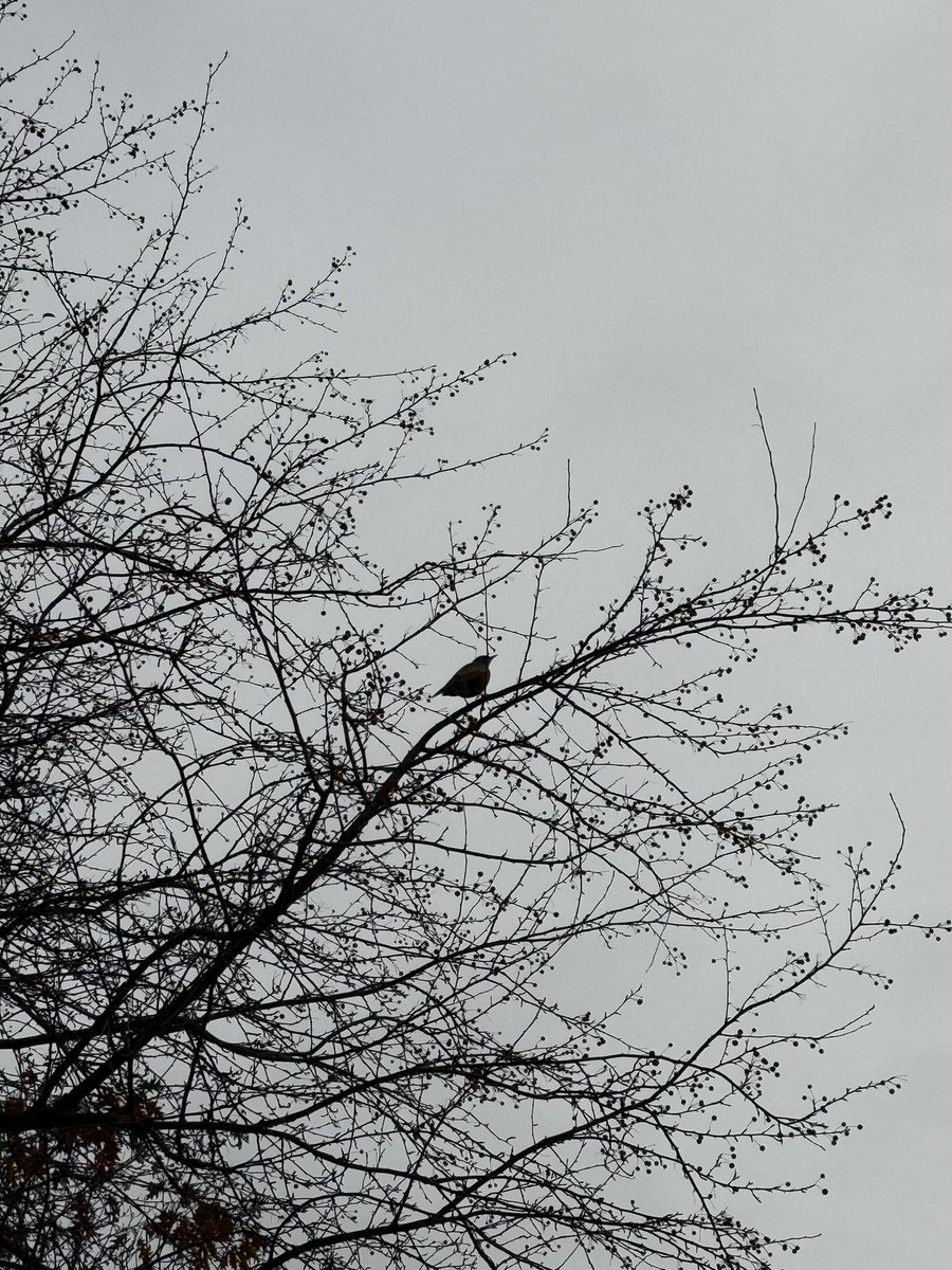 Burgeryearner's tweet image. 