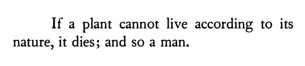 Balázs Doryphoros 🌴 (@pannonianmantis) on Twitter photo 