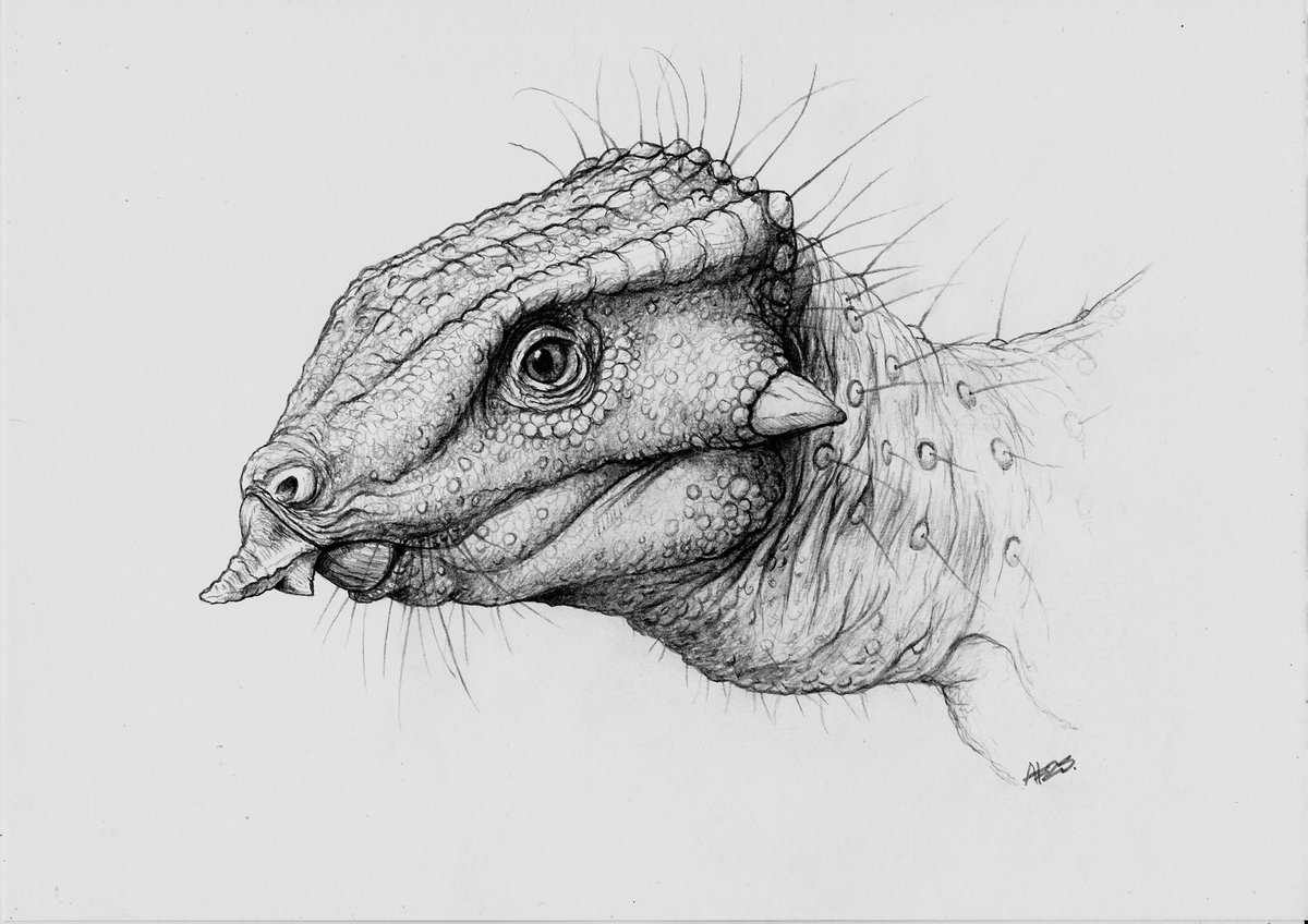 DragonsofWales tweet media