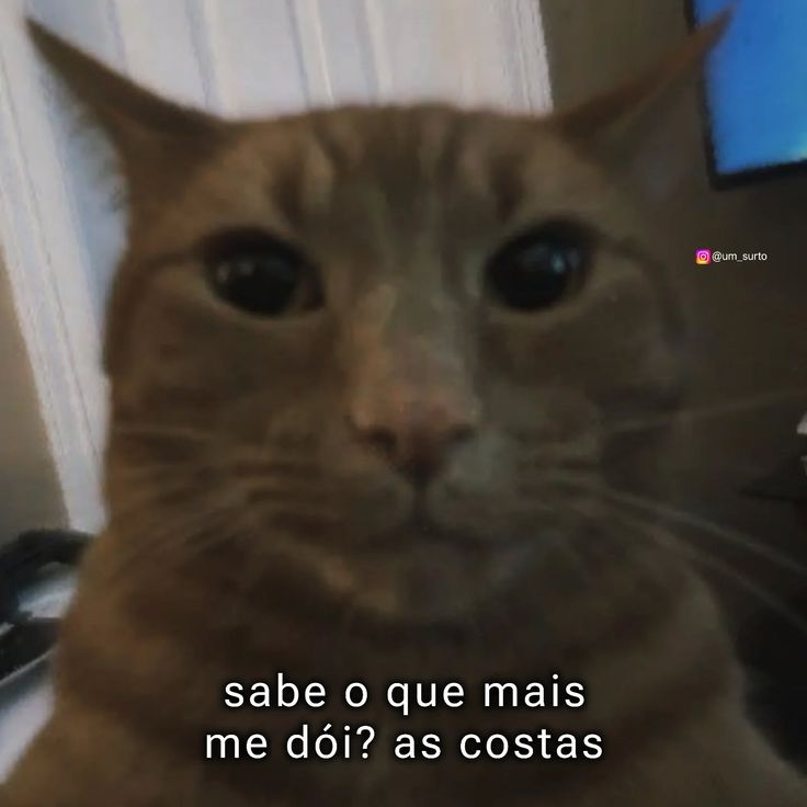 perfil dedicado a gatinhos e peitos (@odeiootaco) on Twitter photo 