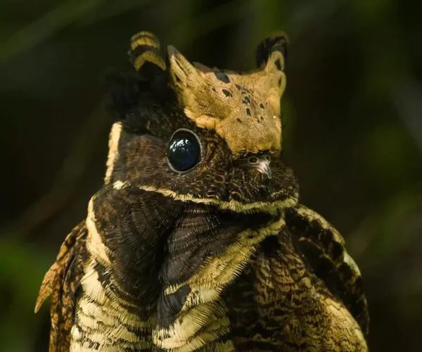 This odd-looking creature is a bird called the great eared nightjar. It has barred wings along with a barred tail and long ear-tufts that often lie flat. It is the largest species in the family and can grow up to 12 to 16 inches.
