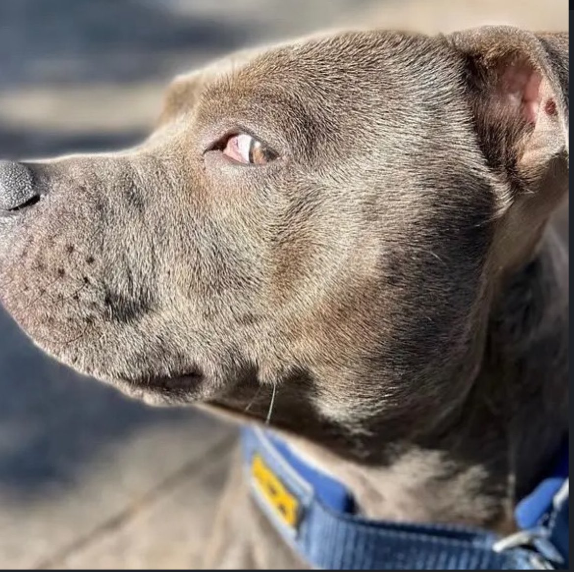 Judo Master tweet media