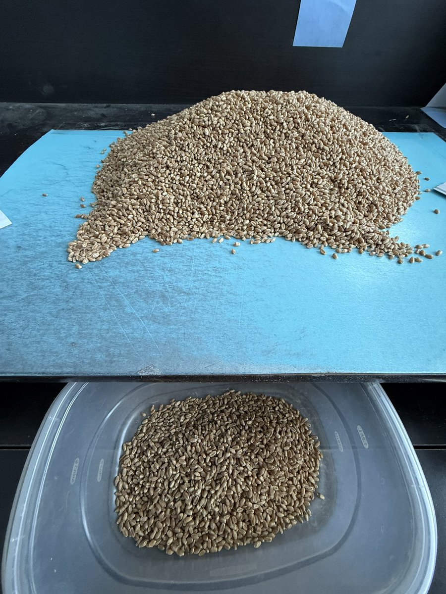 Smithfamilyseed's tweet photo. Happy New Year from the Seed Plant. 1st seed cleaned in 2026 is AAC Wheatland. #stillrolling https://t.co/tqvlLHabv7