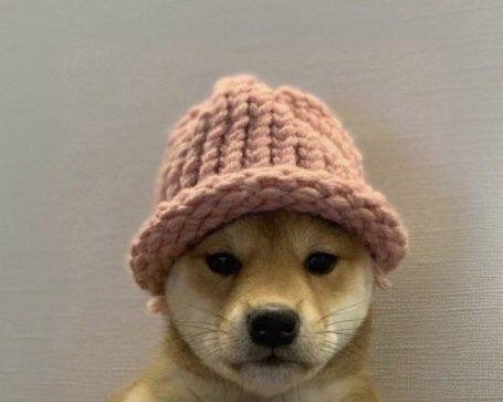 _imagyn's tweet photo. closest thing to memecoin perfection is $wif.  real memes, real people, real love.  100% built off vibes wif frens 

it’s jan 1 2026 and the main account is still relentlessly putting a hat on everyone and everything

token-wise it’s impeccable.  best in-class distribution, perfect liquidity, listed on the the top CEXs in the world and immaculate early-coin lore.  probably why it’s been the best performing memecoin in Solana history 

meme-wise it lacks nothing.  a cute shiba inu in a pink knitted beanie.  the dog has a hat

it created the culture that we’ve seen take over crypto the last few years and still today.  it naturally paved the way writing the blueprint for what a memecoin and community should strive to be… & and it did it without help of a developer or a boot strapped team.  there was no AI agent, no millionaire companies attaching the name to it, no aid from Solana labs, no early help from CEXs… the top names in crypto only bought in because they couldn’t believe what they were seeing was being done naturally, and the snowball just grew

to think with all this being said, that it hasn’t even reached 10% of its global virality potential is unfathomable

i don’t believe there’s another memecoin that is better to pull a $SHIB/ $DOGE esque run once things get going and greed gets turns up.