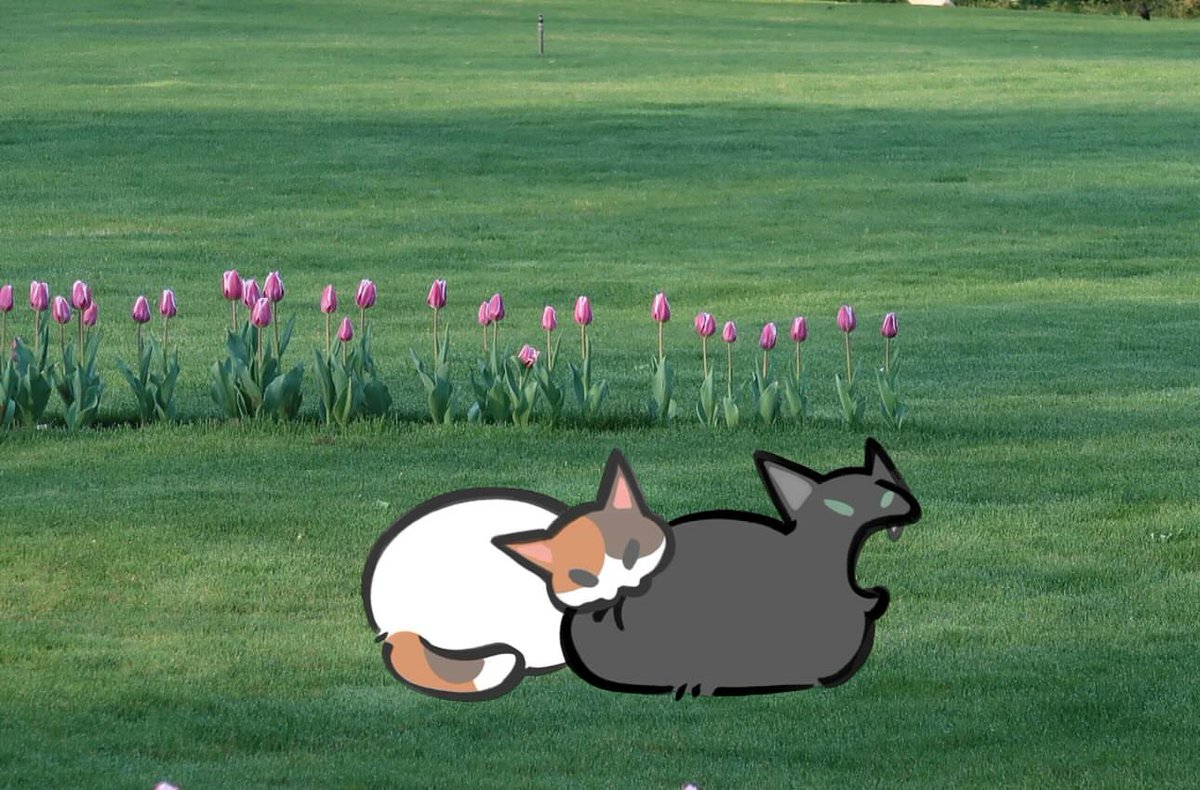 Miaw (@miaw) on Twitter photo 