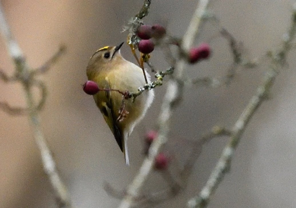 Always nice to see Goldcrests. This one in Ashridge today. Not much else activity, unsurprising with the number of people up there <a href="/Hertsbirds/">Herts Bird News</a>