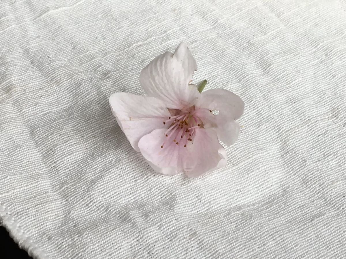 piinkimi_'s tweet image. 