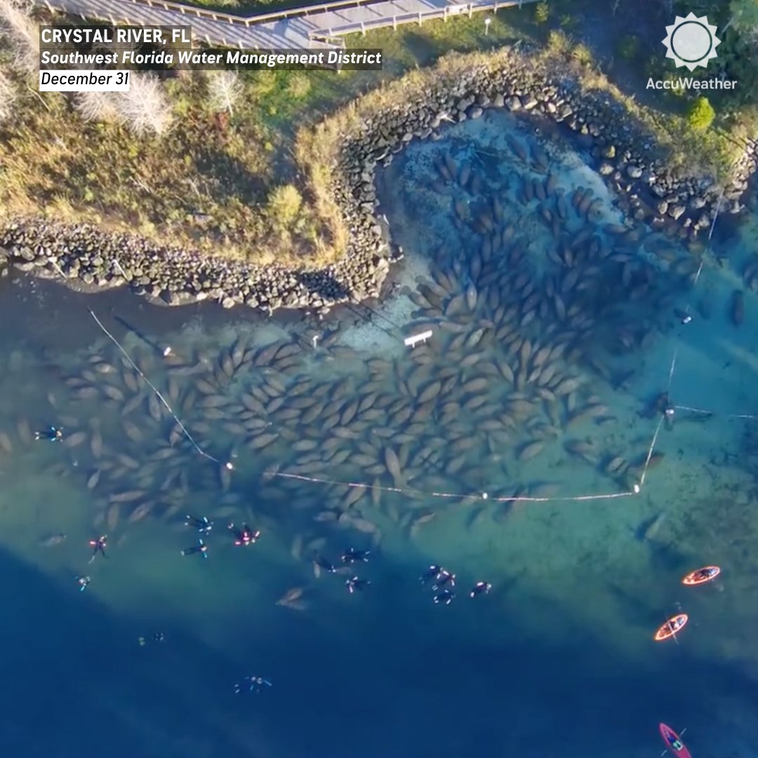 accuweather's tweet image. Hundreds of manatees gathered to ring in the new year in the warm, 72-degree waters of Three Sisters Springs in Florida. 🌊 

The wildlife refuge offers a cozy winter haven for the gentle giants before they return to the Gulf in spring.