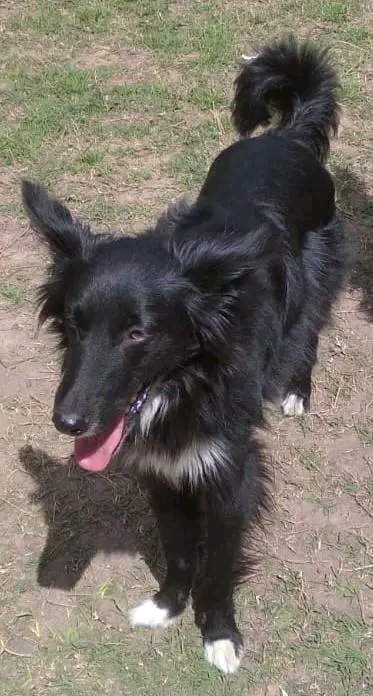 MatuNogueira's tweet photo. Copio de fb.: Sigo publicando.  Se escapo Cold, salto la reja. Desde El 13 de diciembre.  Zona Lezica, Montevideo. 
Es muy cariñoso y desconfiado. Si alguien lo tiene por llamar al 094.365.392.  Hay recompensa. Muchas gracias https://t.co/JP05C8sWIu