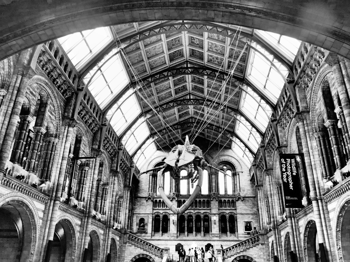 _andrewdphotos's tweet image. @glenwoods does this count for your Window photo challenge of the Hintze Hall Natural History Museum London where I used one of the art filters on my EM5 
photo @_andrewdphotos #em5 #architecture #mono