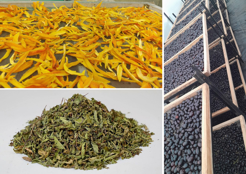 30stades's tweet photo. The 2019 drought, followed by COVID, led Ganesh Kadam to choose value addition over distress sales. By combining farming with solar dehydration of grapes, ginger, tomatoes, mint and other crops, he has built a robust agrienterprise:
https://t.co/H6OL9xGKpm
#farming #solardrying https://t.co/CiWE0AFhY1