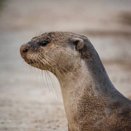 jack Wolfe as otters (@jackwolfotters) on Twitter photo 
