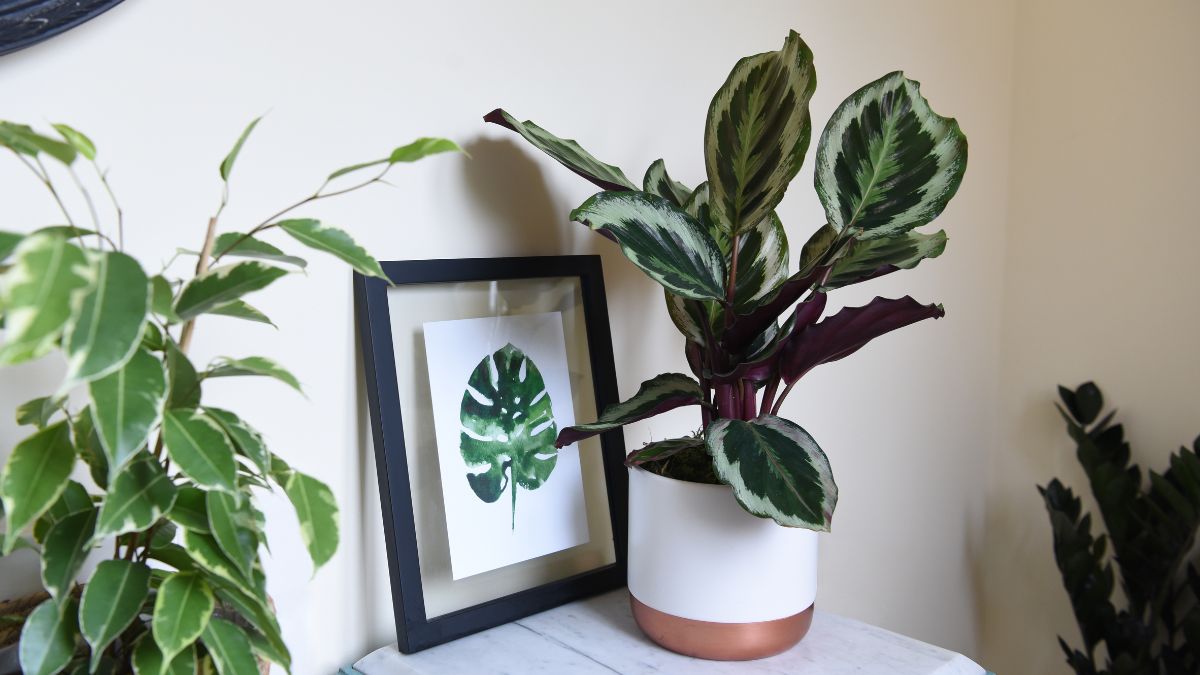 Thompson & Morgan tweet media