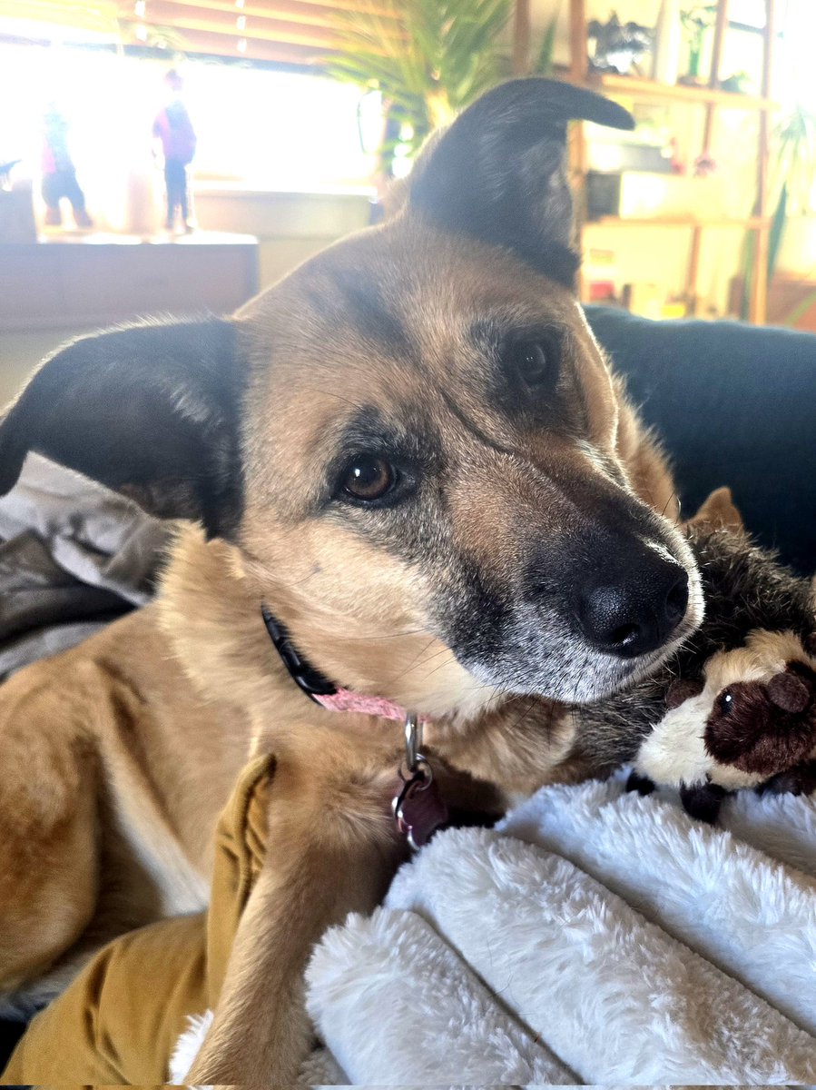 Piper THE Therapy Dog tweet media