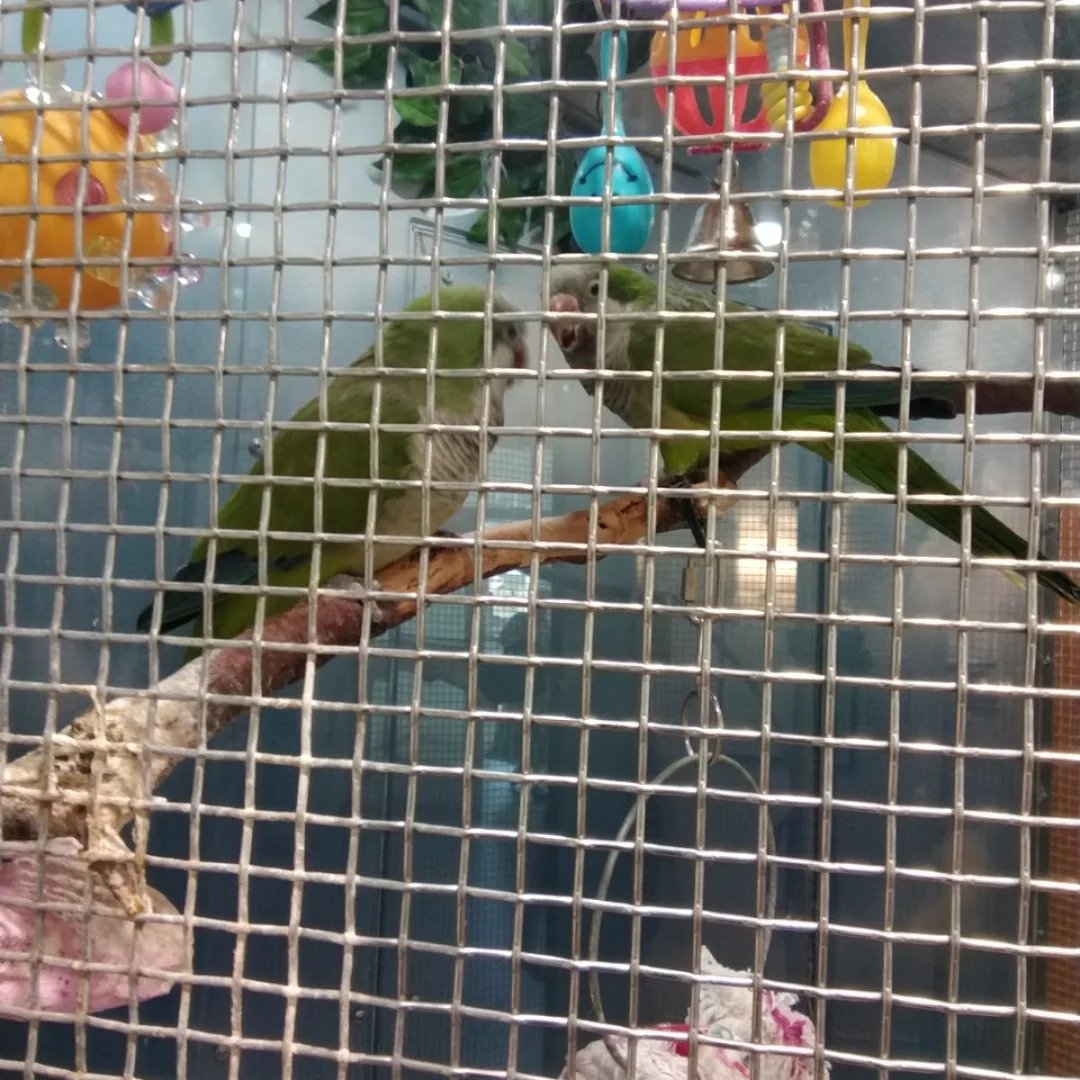 LemonLimeShane's tweet photo. The parakeets! #animal #creature #bird #parrot https://t.co/5q3DanV9wV