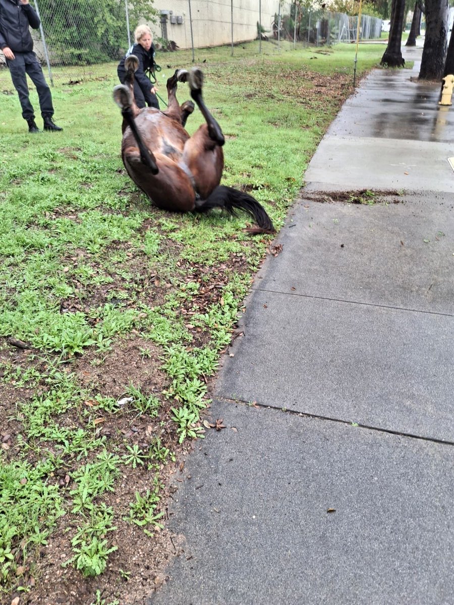 San Diego Humane Society tweet media