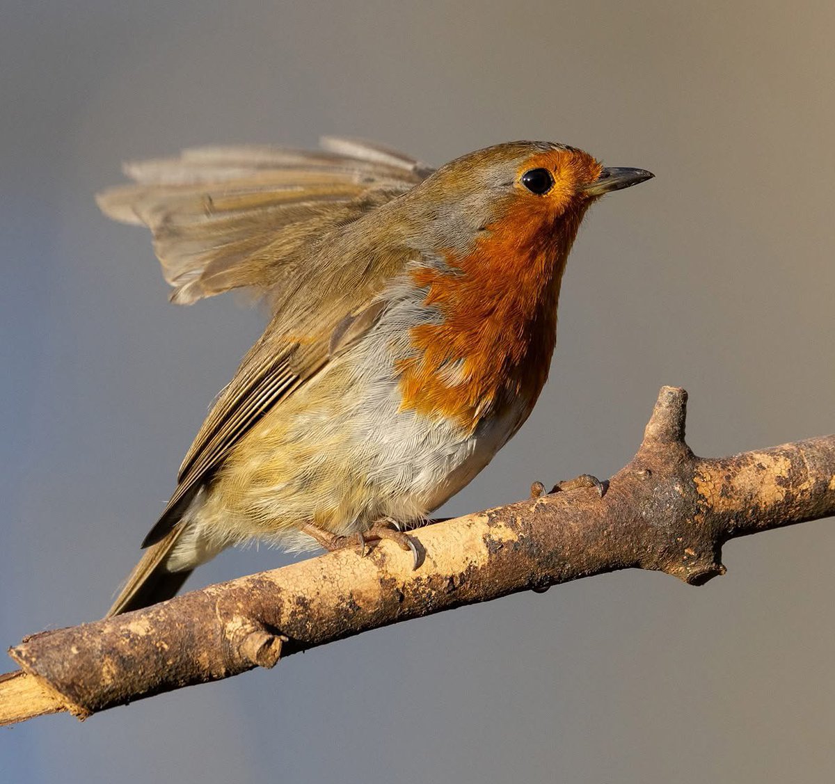 leescott26's tweet photo. Robin #robin @WorcsWT @Natures_Voice https://t.co/t2MJ3NM3KN