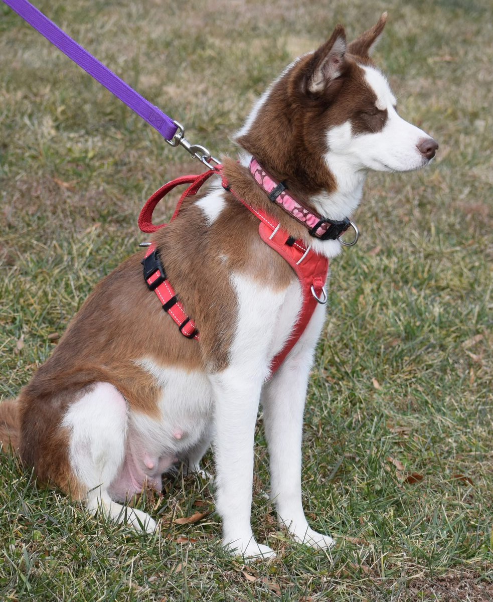 Rescue Dogs Rock, D.C. 🐾🐾🇺🇸 tweet media