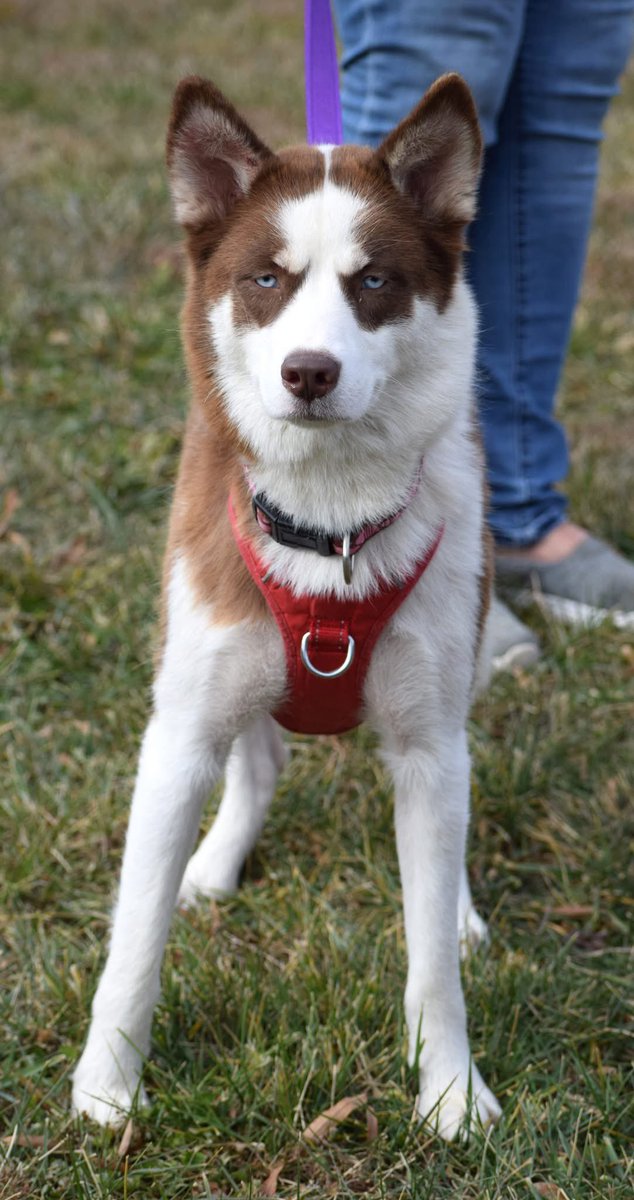 Rescue Dogs Rock, D.C. 🐾🐾🇺🇸 tweet media