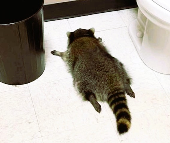 We hope everyone enjoyed their New Year's Eve!  🎉

Also hoping none of you ended up at Drunk Racoon Passed Out on the Liquor Store Bathroom level of crazy.  🦝🍸🍺🤪

If you did, good luck with that.  😭🧑‍⚖️⚖️😂