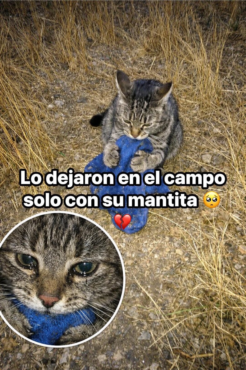 Aquella manta azul con olor a suavizante era lo único que mantenía a Bastián unido a la realidad mientras el sol quemaba su pelaje gris en medio de la nada. Con diez años de vida doméstica, este gato criollo fue bajado de un auto y abandonado en un campo seco, dejado allí con su