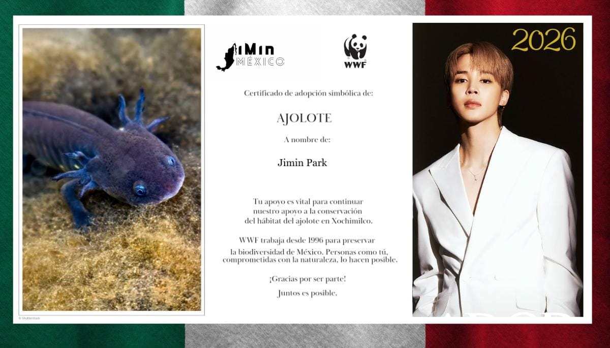 JIMIN_MEXICO13's tweet photo. Iniciamos este Año Nuevo con el corazón lleno de amor 🥰 , adoptando simbólicamente a un Ajolote para proteger su hogar en Xochimilco, de la mano de WWF, que trabaja por su conservación desde 1996.🌎

Lo hacemos a nombre de PARK JIMIN, convirtiendo el amor y la inspiración que nos regala en acciones que protegen la vida. 🫶🌱

#InspiredByJimin
#JiminImpact
#AccionesConAmor
#ProtejamosLaVida #JIMIN #지민