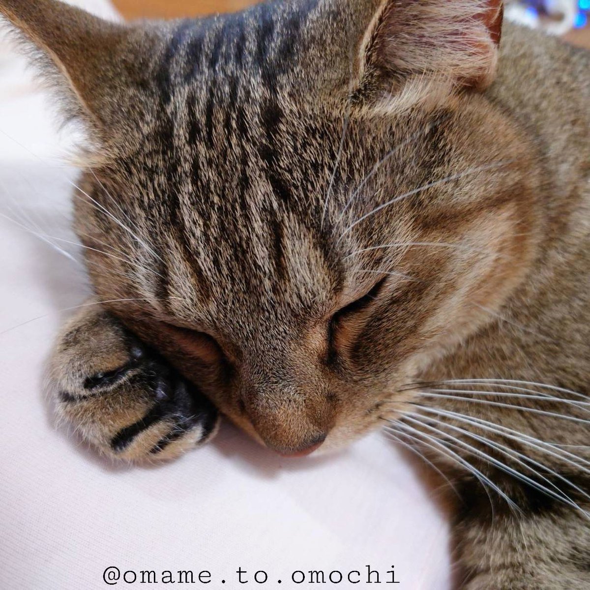 おまめ☺︎ページ おまめ