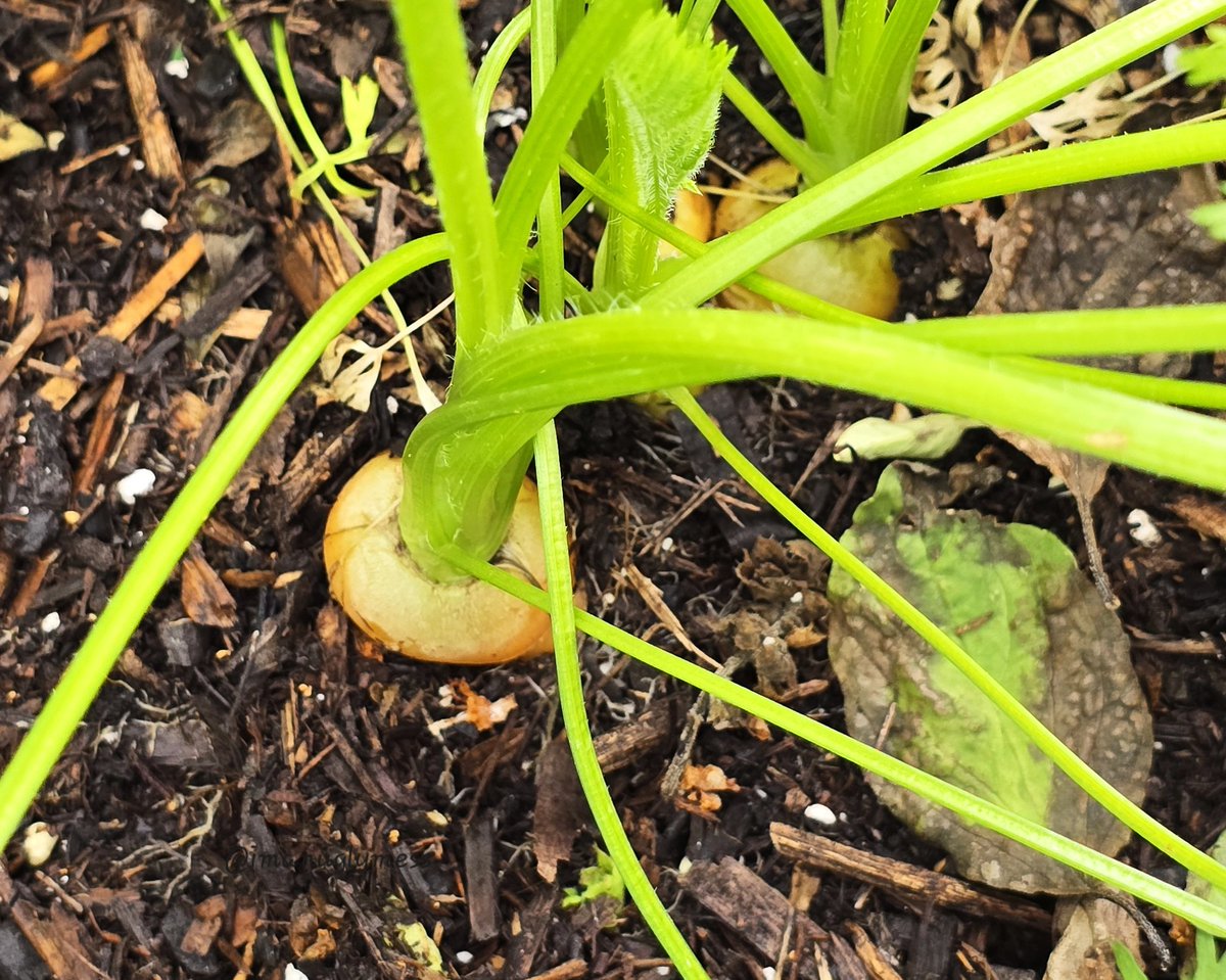 First ever attempt at growing carrots. 😁
I used a rainbow seed variety and I really hope I get a purple one 🤞. But any that grow is fine by me. 🤣
