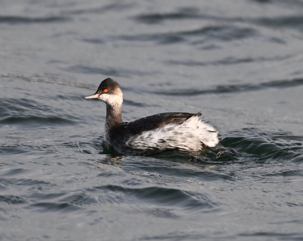 Adrian Dutt tweet media