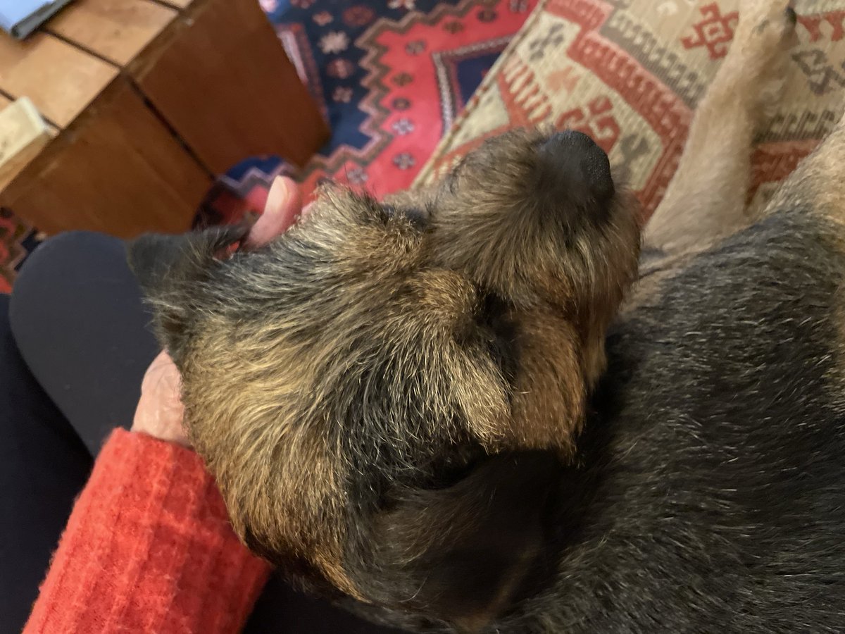 Happy New Year pals I’m making cuddles with Mum my priority ⁦<a href="/SkipperTheBear/">M’Lord Skipper & The Lady Fargo of Sussex</a>⁩ ⁦<a href="/BtCulter/">Lord Culter BT 🏴󠁧󠁢󠁳󠁣󠁴󠁿 Order of the IT</a>⁩