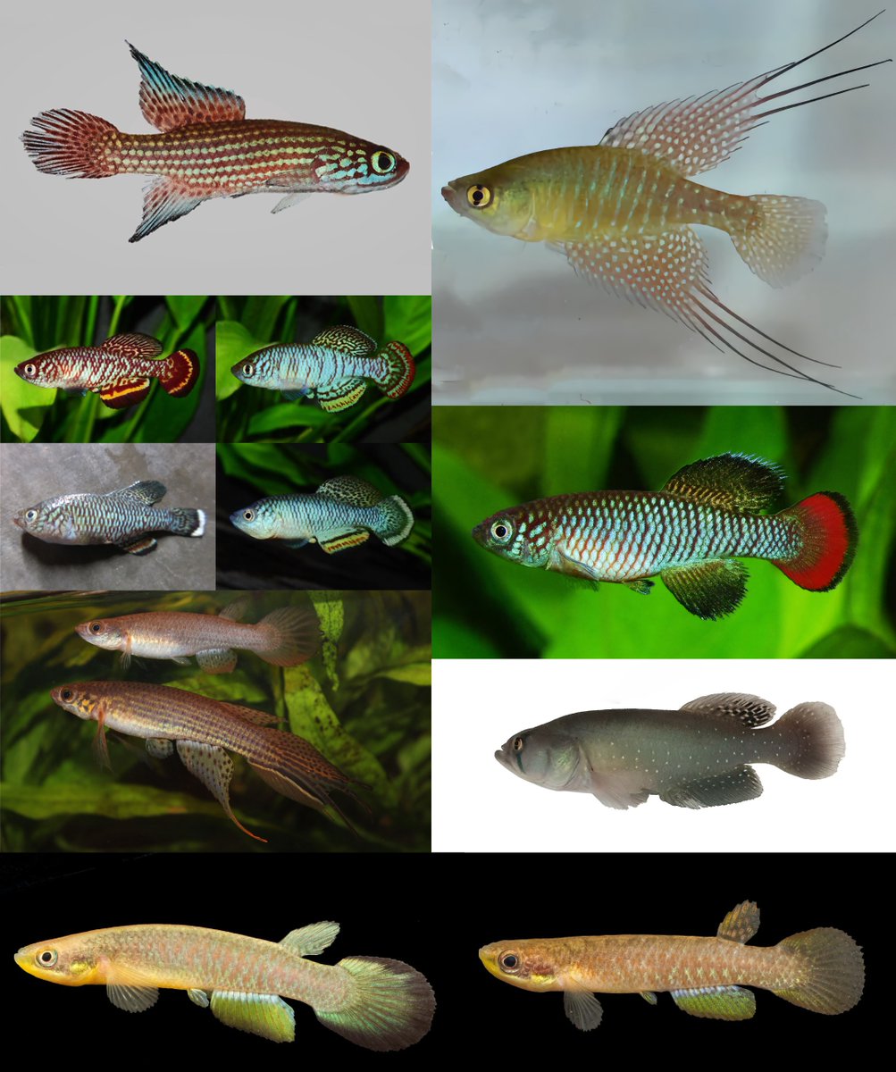 FishInTheNews's tweet photo. #NewSpeciesAlert 2025 recap - focusing on killifishes described as new to science. This is just a few of the new killifishes, with several others having been described this past year.
Check out our Facebook post for details on the individual species.
🔗 https://t.co/naGao7r3pI https://t.co/BR3OxXaXKi