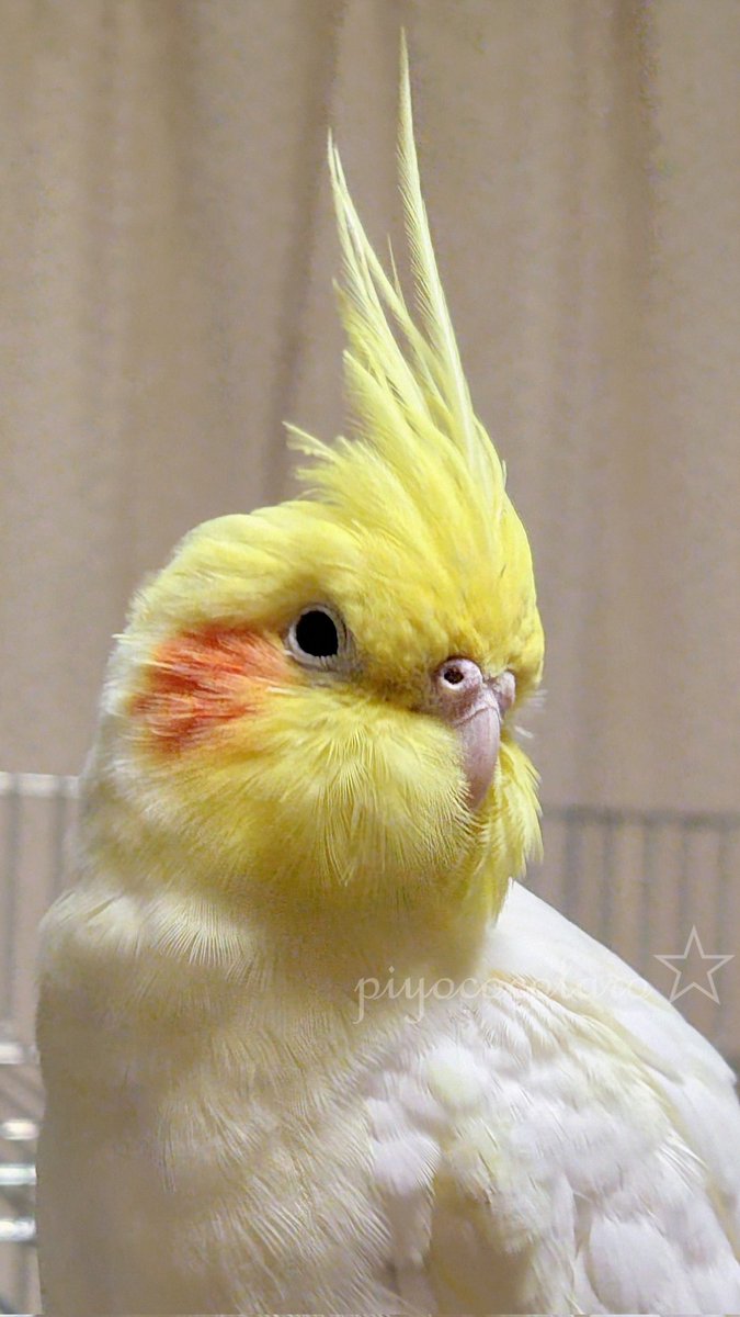 ぴっぴ (@pippi719) / Posts / X