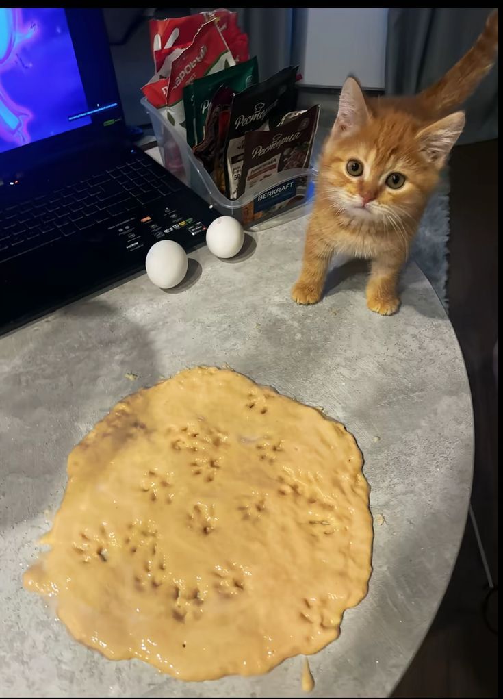 nekocatts's tweet photo. https://t.co/MYT9HppZ8P