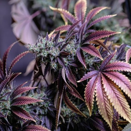 🚨ALERTE INFO

Une nouvelle étude financée par le gouvernement révèle que les lois visant à prévenir la conduite sous l'influence du cannabis dans près de 20 États américains ont pour conséquence de criminaliser et d'emprisonner des personnes innocentes ne présentant aucun signe