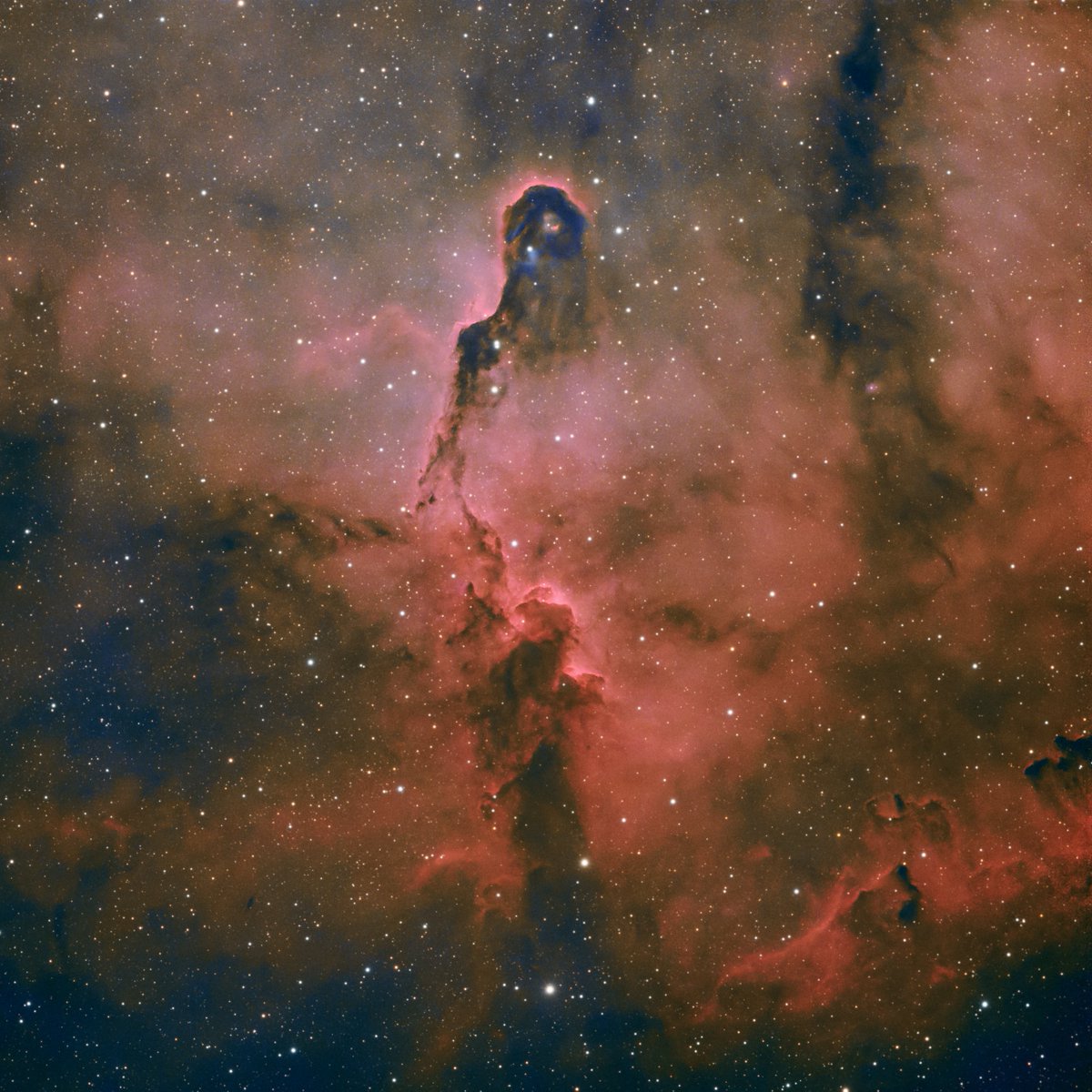 tadpoleastro's tweet photo. IC 1396 - Elephant Trunk nebula from the Bootleg Astronomy 2025 Spring Star Party. More details on Astrobin and Telescopius. Thanks for looking and Clear Skies!

TS-90
ZWO 533MC Pro 
SW EQ6R Pro 
OPT L-Enh
45 x 180s
#Astrophotography https://t.co/UXgsa7NGHn