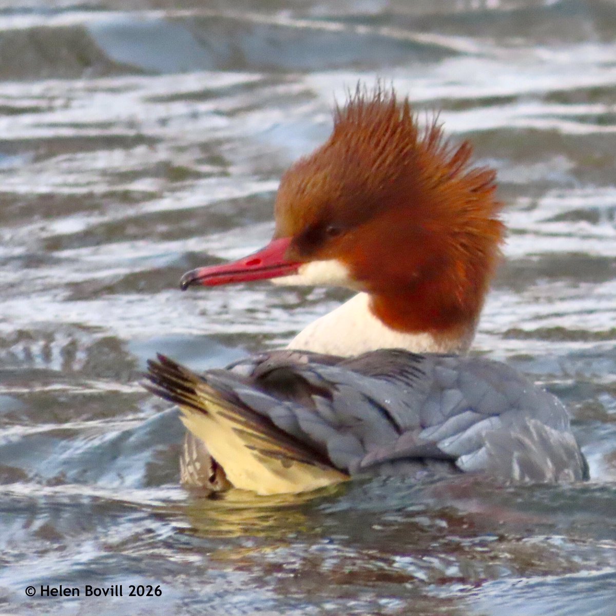 Helen Bovill tweet media