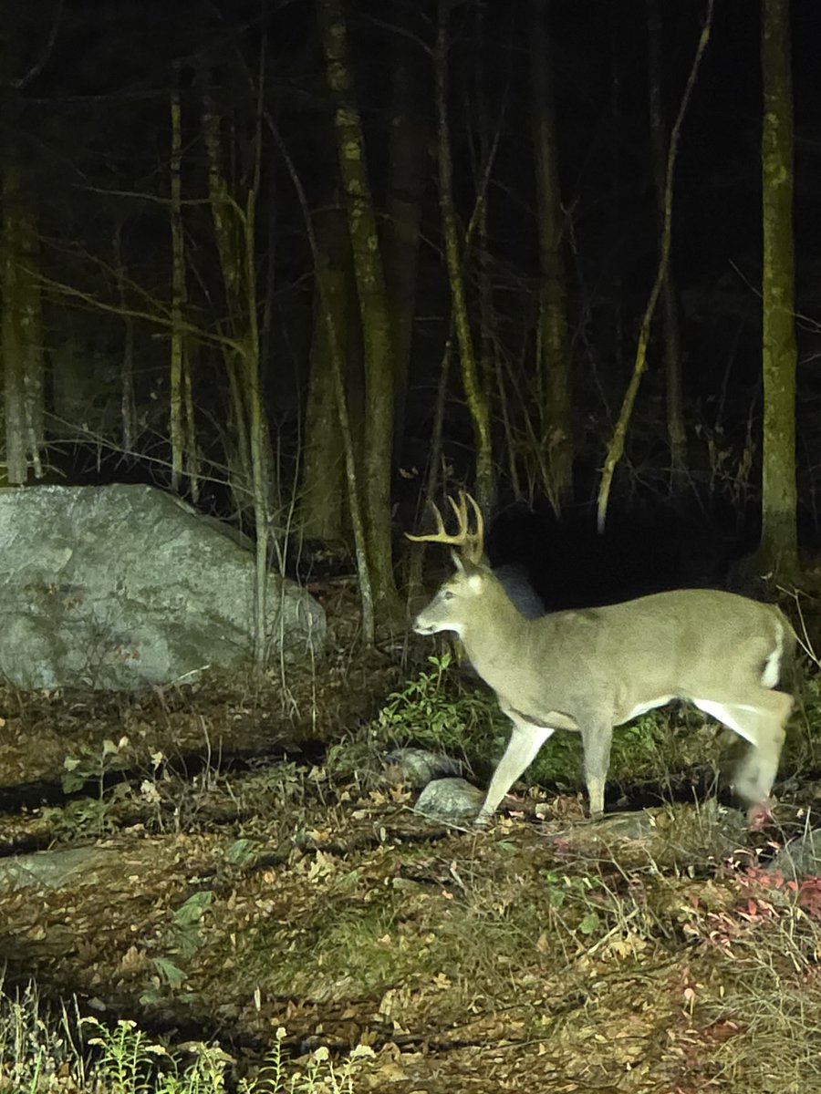 PPaglieroni's tweet photo. #NiceBuck https://t.co/WQyCZTRhLt