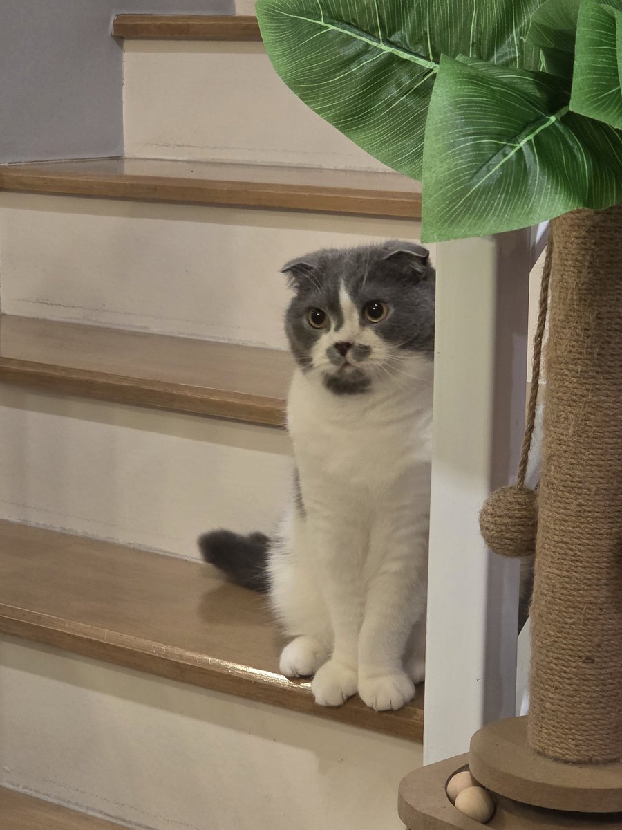 ThecornerKnight's tweet image. ไปดื่มบ้านพี่แมว น่ารัก 🖤