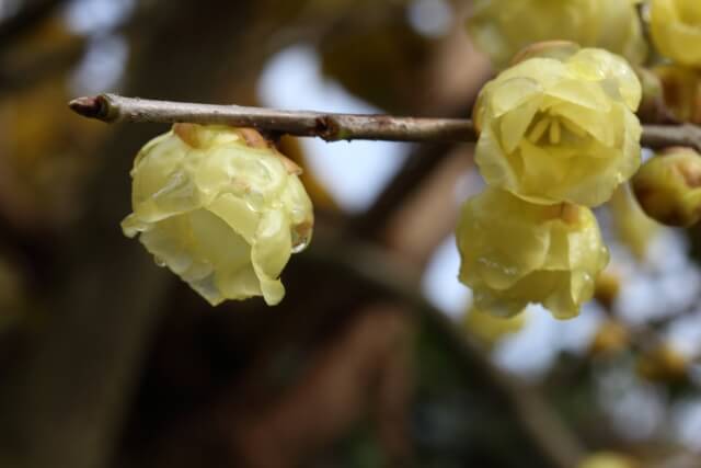 おはようございます
素敵な一日になりますように
