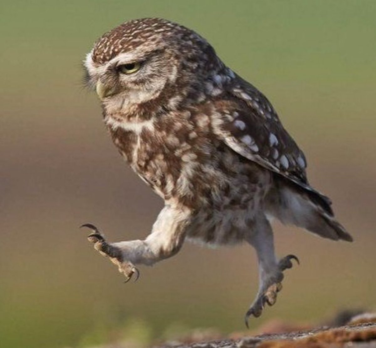 Jibby 🇩🇴 tweet media