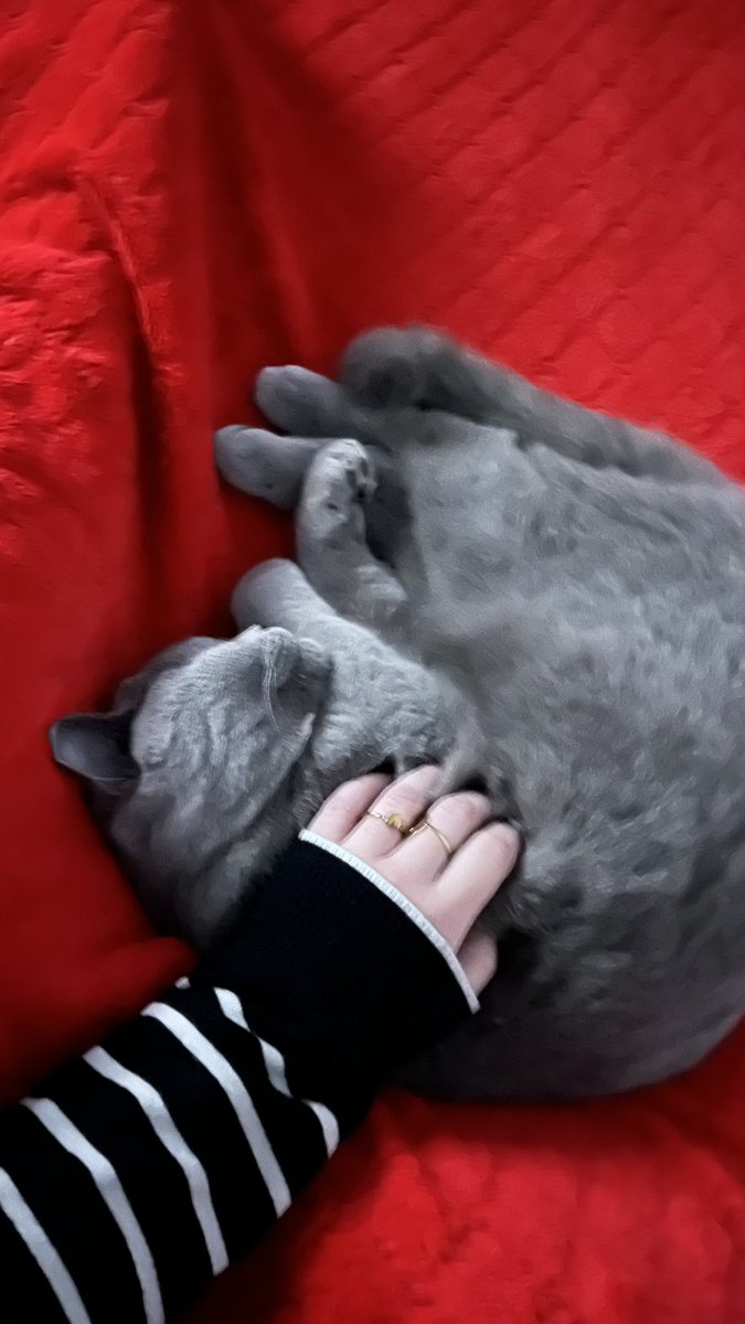 Livewithoutwarn's tweet image. No se ha separado de mi en todo el día, los animales son demasiado listos, mi Turi ❤️‍🩹